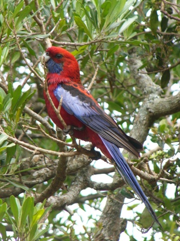 Crimson Rosella